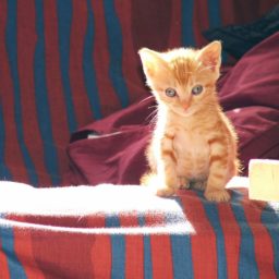 Cat kitten iPad / Air / mini / Pro Wallpaper