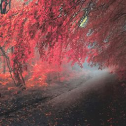 Landscape autumn leaves red iPad / Air / mini / Pro Wallpaper