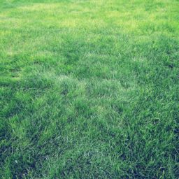 Natural grass green iPad / Air / mini / Pro Wallpaper