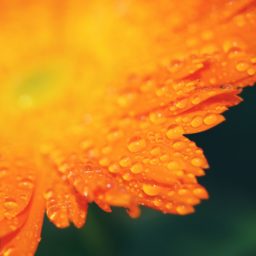 Natural  flower  orange iPad / Air / mini / Pro Wallpaper