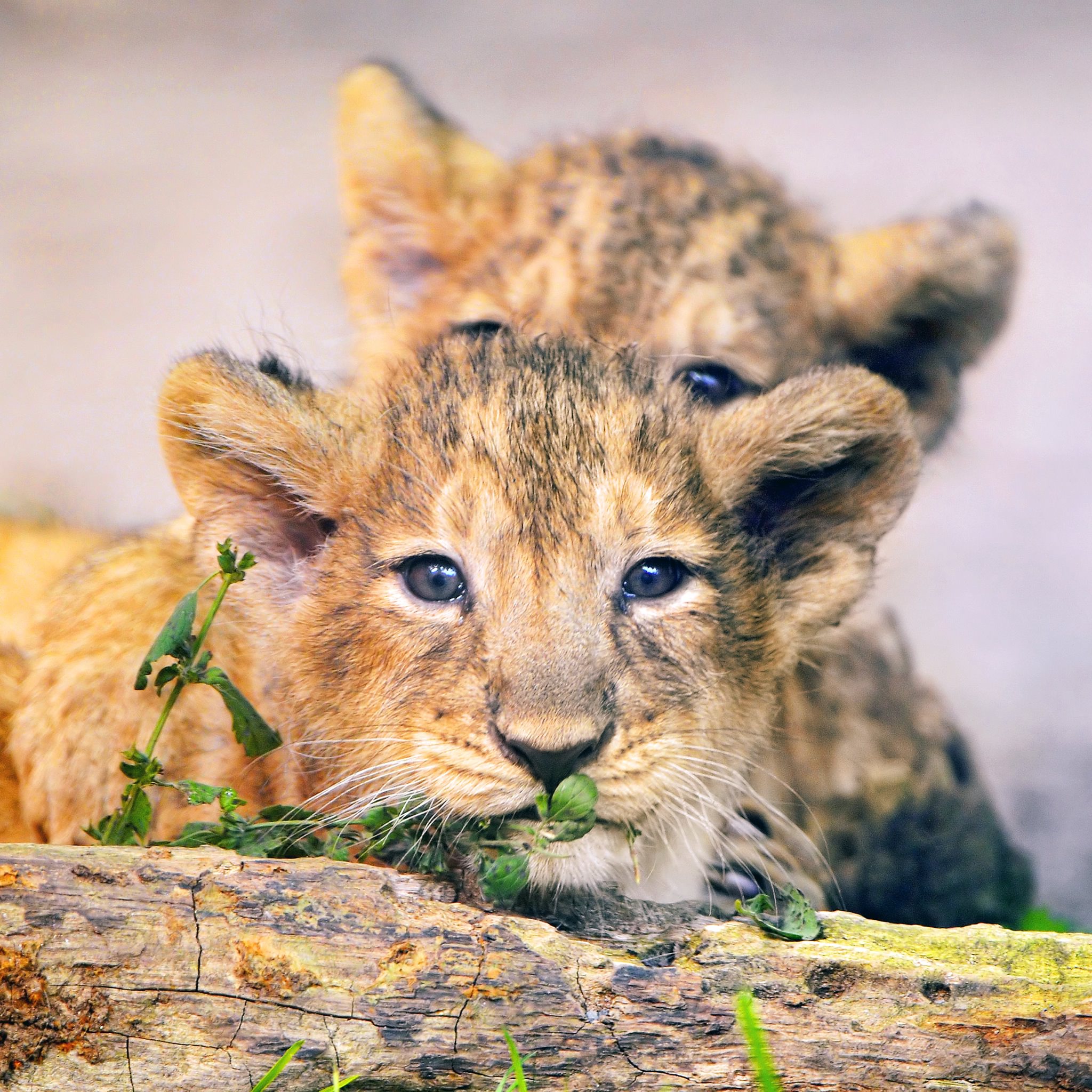 Animal lion wallpaper.sc iPad