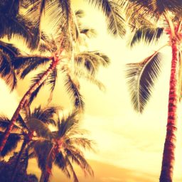 Tree landscape palm iPad / Air / mini / Pro Wallpaper