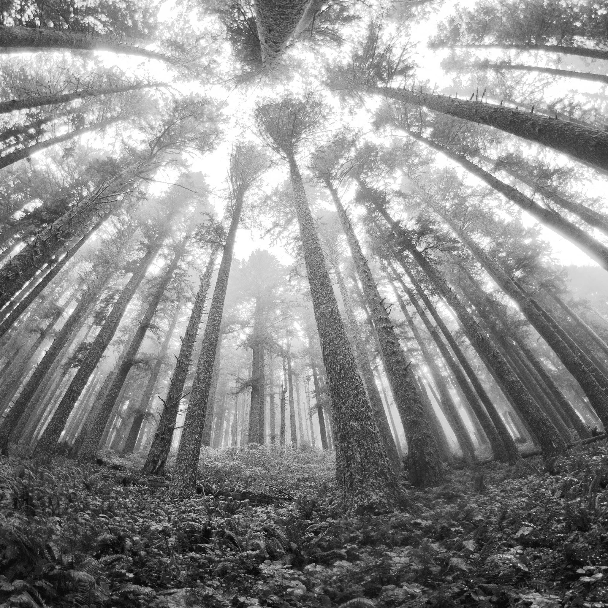 Forest landscape monochrome wallpaper.sc iPad