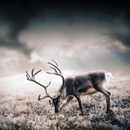 Animal deer iPad / Air / mini / Pro Wallpaper