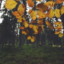 Landscape forest leaf yellow iPad / Air / mini / Pro Wallpaper