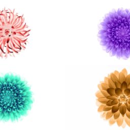 iOS9 flower image white Cool iPad / Air / mini / Pro Wallpaper