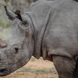 Landscape animal rhinoceros iPad / Air / mini / Pro Wallpaper