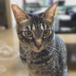 Animal cat Kijitora iPad / Air / mini / Pro Wallpaper