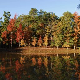 Landscape autumn leaves tree nature iPad / Air / mini / Pro Wallpaper