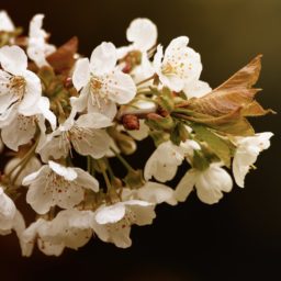 Plant cherry tree iPad / Air / mini / Pro Wallpaper