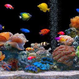 Aquarium tank colorful iPad / Air / mini / Pro Wallpaper