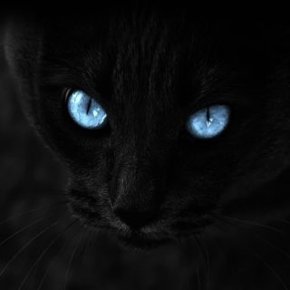 Black cat iPhone4s Wallpaper