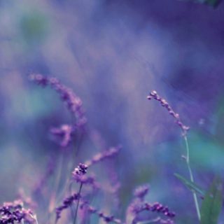 Natural grass purple iPhone4s Wallpaper