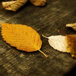 Natural yellow fallen leaves iPhone4s Wallpaper