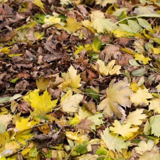 Natural yellow fallen leaves iPhone4s Wallpaper