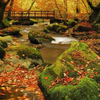 Landscape orange autumn leaves iPhone4s Wallpaper