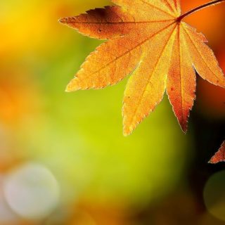 Natural orange autumn leaves iPhone4s Wallpaper