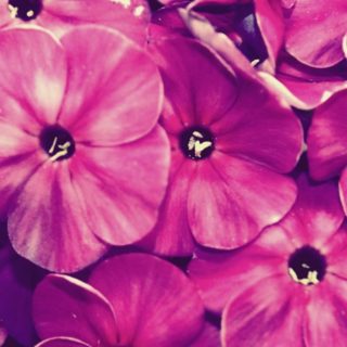 Natural flower purple iPhone4s Wallpaper