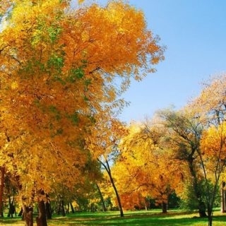 Landscape autumn leaves iPhone4s Wallpaper