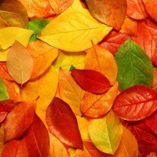 Natural red autumn leaves iPhone4s Wallpaper
