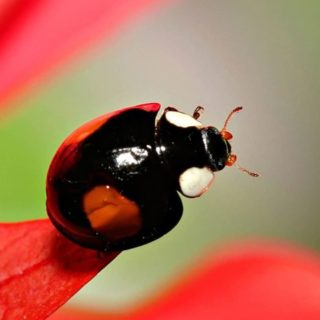 Animal ladybug iPhone4s Wallpaper