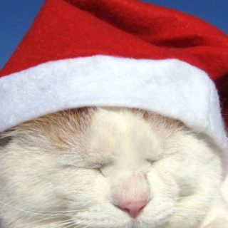 Cat Christmas iPhone4s Wallpaper
