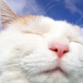 cat  white iPhone4s Wallpaper
