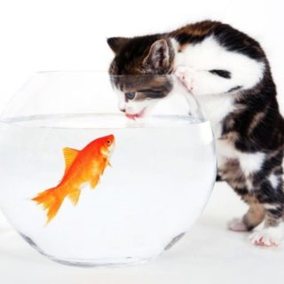 Cat goldfish iPhone4s Wallpaper