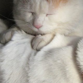 Cat iPhone4s Wallpaper