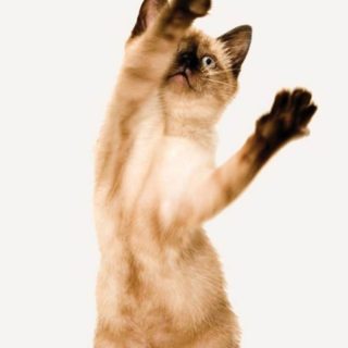 Cat kitten iPhone4s Wallpaper