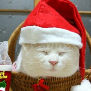 Cat Christmas iPhone4s Wallpaper