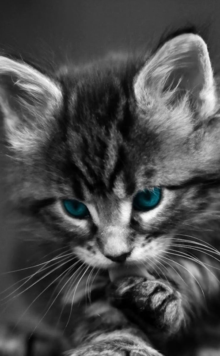 363 Wallpaper Kucing Aesthetic Picture - MyWeb