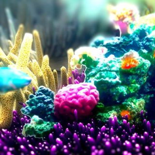 Animal coral reef iPhone4s Wallpaper