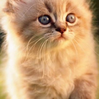 Cat kitten iPhone4s Wallpaper