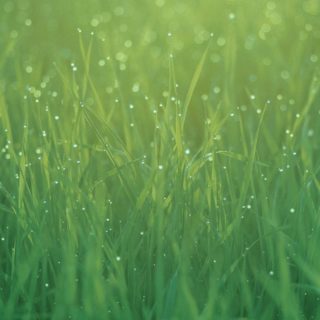 Natural grass green iPhone4s Wallpaper