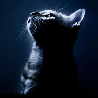 Black cat iPhone4s Wallpaper