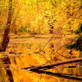 Landscape yellow autumn leaves iPhone4s Wallpaper