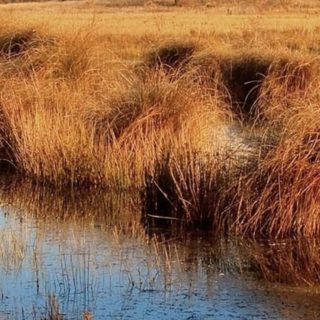 Grassland landscape iPhone4s Wallpaper
