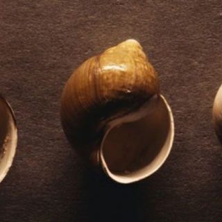 Animal shells iPhone4s Wallpaper