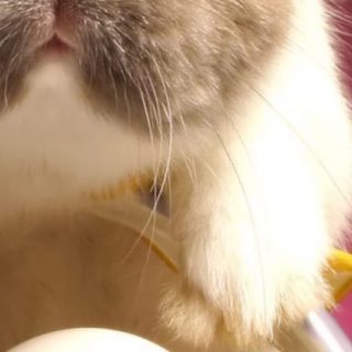 Animal rabbit iPhone4s Wallpaper