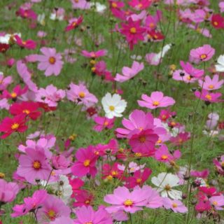 Landscape flower iPhone4s Wallpaper