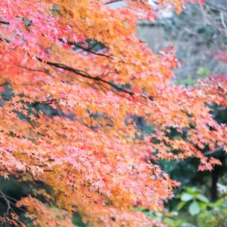 Landscape autumn leaves natural iPhone4s Wallpaper