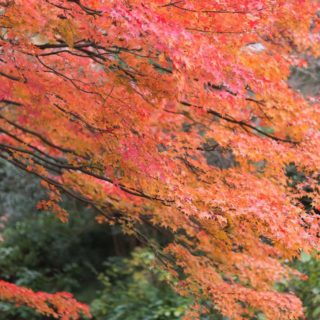 Landscape autumn leaves natural iPhone4s Wallpaper