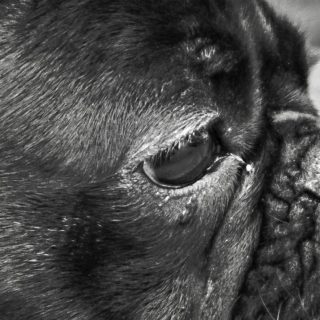 Dog black and white iPhone4s Wallpaper