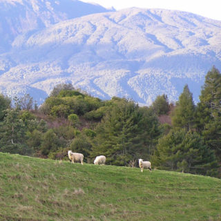 Landscape mountain animal goat iPhone4s Wallpaper