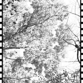 tree film iPhone5s / iPhone5c / iPhone5 Wallpaper