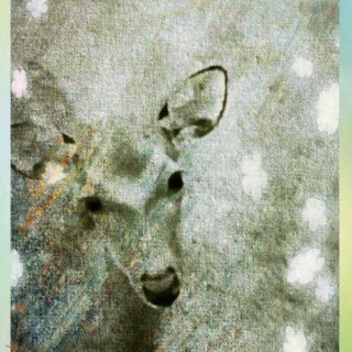Deer bird iPhone5s / iPhone5c / iPhone5 Wallpaper