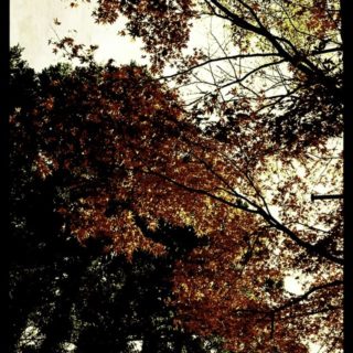 Autumn leaves landscape iPhone5s / iPhone5c / iPhone5 Wallpaper