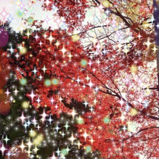 Autumn leaves light iPhone5s / iPhone5c / iPhone5 Wallpaper