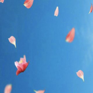 Petals Sky iPhone5s / iPhone5c / iPhone5 Wallpaper